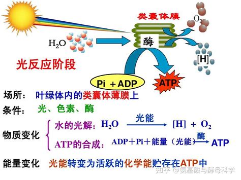 光合作用|光合作用早期工作机制破解